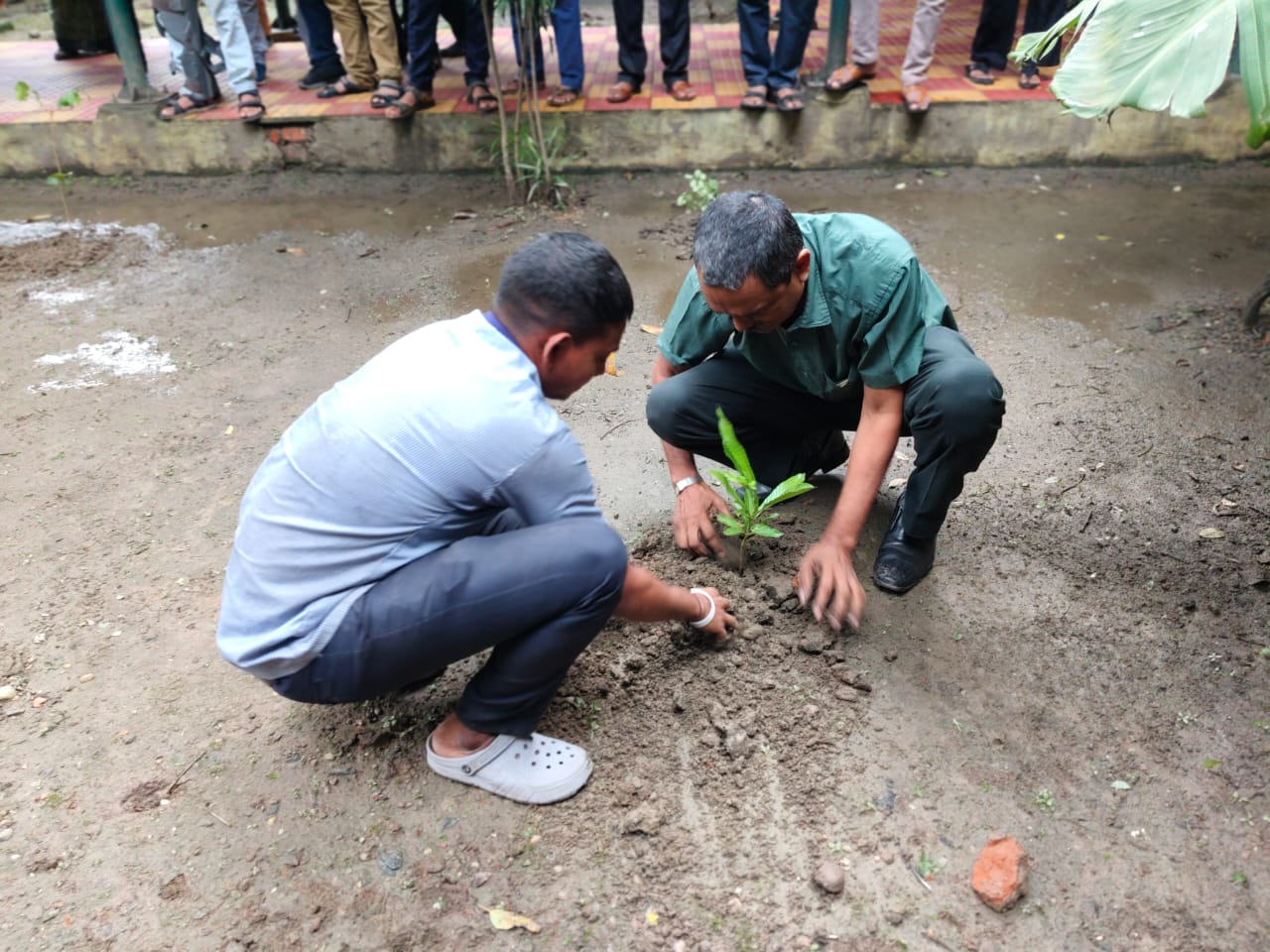 Tree Plantation